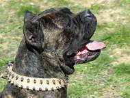 Cane Corso Halsband aus Leder mit 2-reihigen Dornen